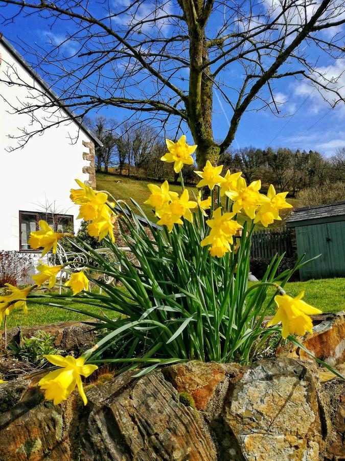 Neuadd Wen Guest House Carmarthen Buitenkant foto